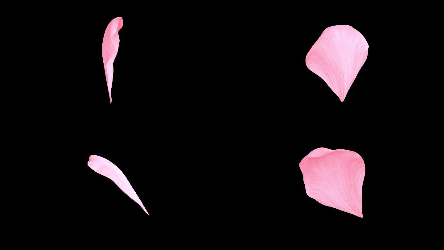 粉色花瓣通道循环