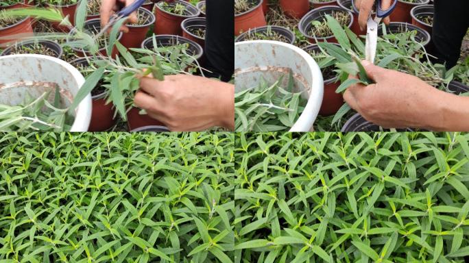 春天插植墨西哥鼠尾草花