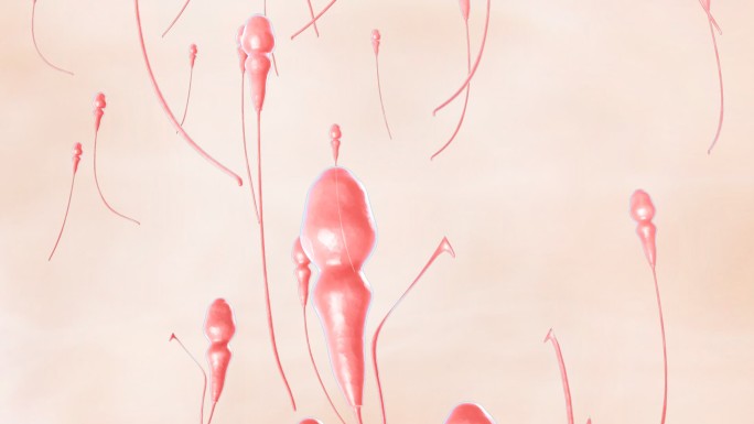精子游动精子精子运动生殖精子动画