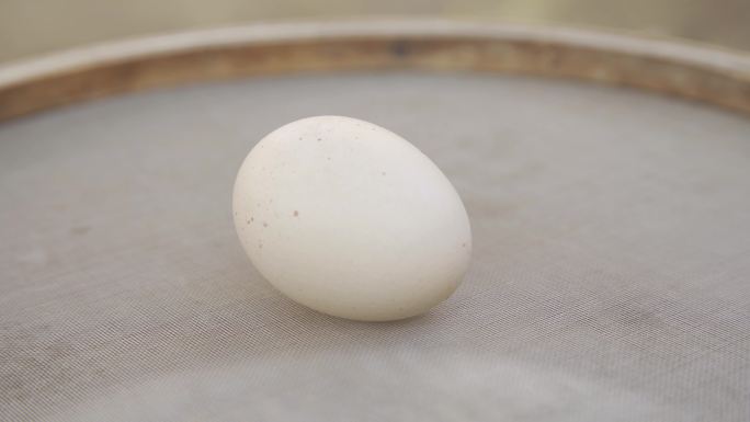 孵小鸡检查鸡蛋