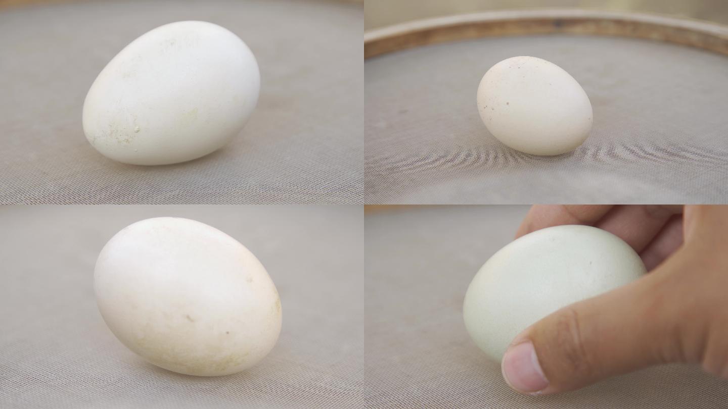 孵小鸡检查鸡蛋