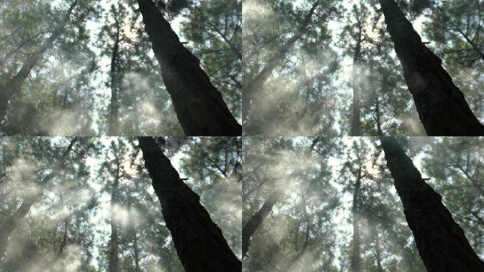 树林雾气弥漫森林树木深山老林晨雾