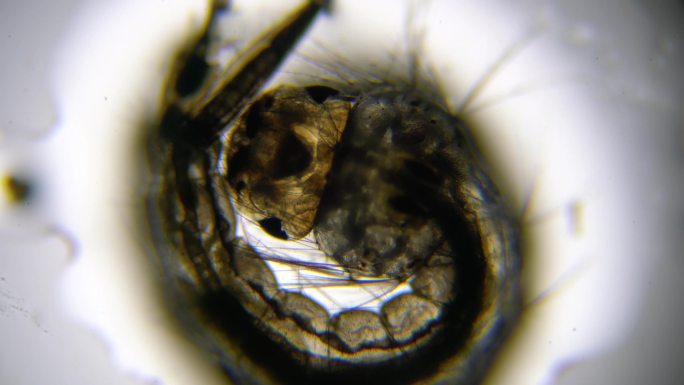 4K显微镜拍摄蚊子幼虫