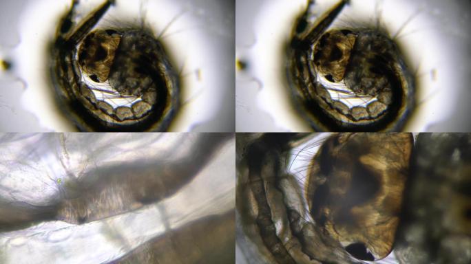 4K显微镜拍摄蚊子幼虫
