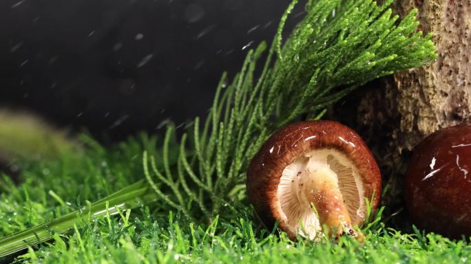 雨中香菇蘑菇绿草地野外蘑菇