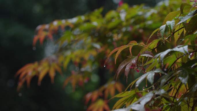 6K雨中的槭树红叶(6)