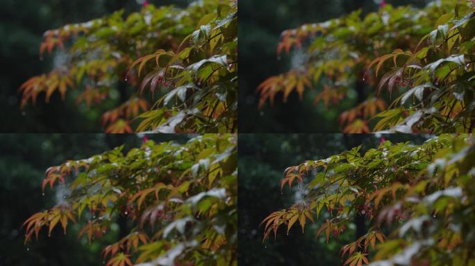 6K雨中的槭树红叶(6)