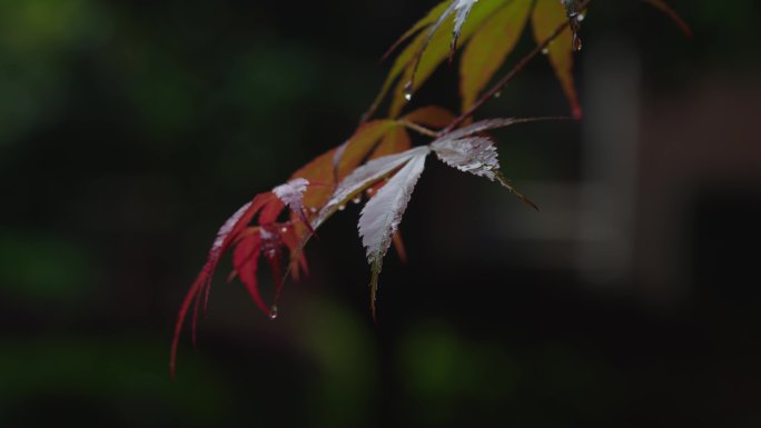 6K雨中的槭树红叶(13)