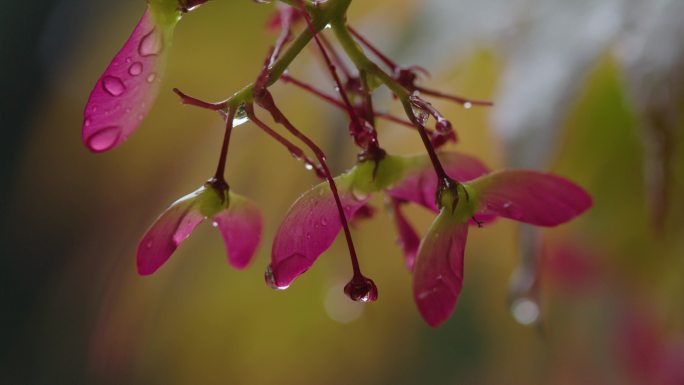 6K雨中的槭树红叶(8)