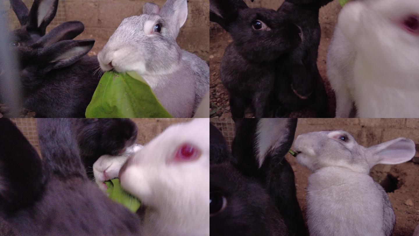 家兔萌兔喂兔子