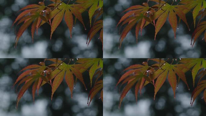 6K雨中的槭树红叶(2)