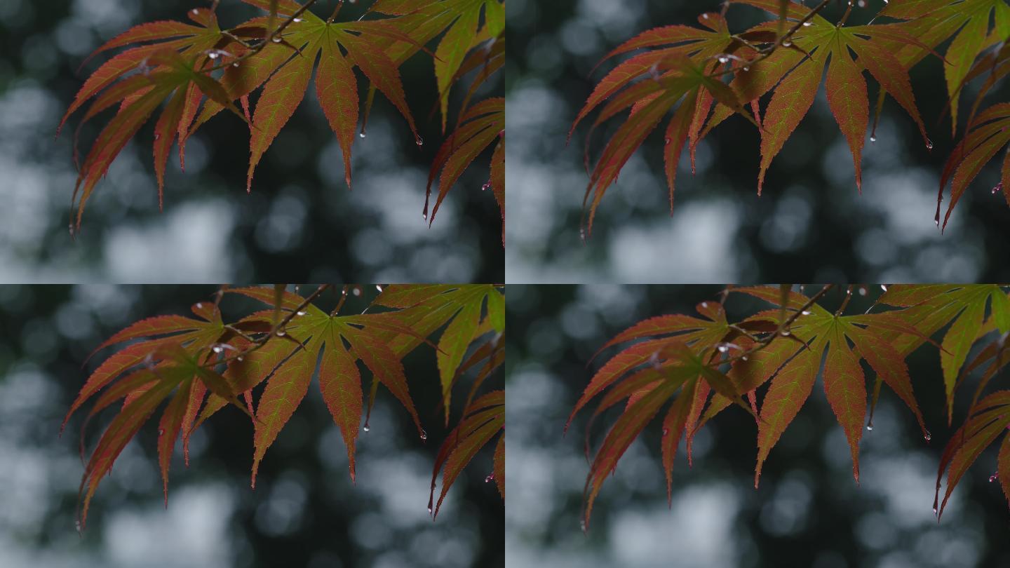 6K雨中的槭树红叶(2)