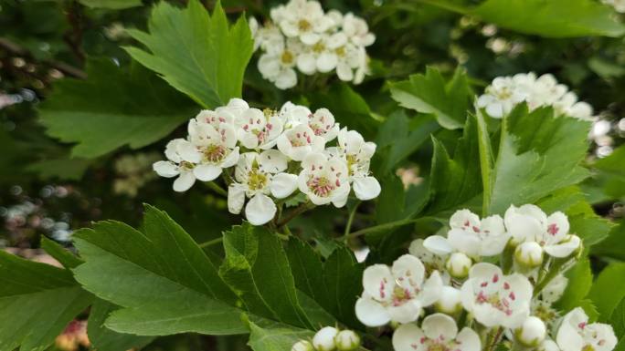 山楂花蜜蜂采蜜