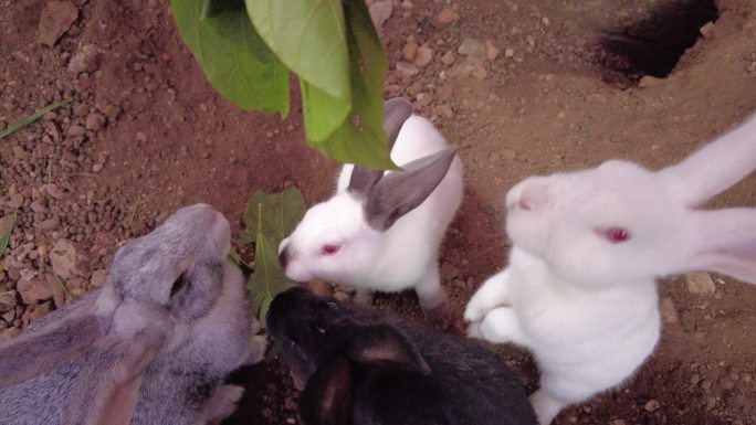 小白兔兔子视频