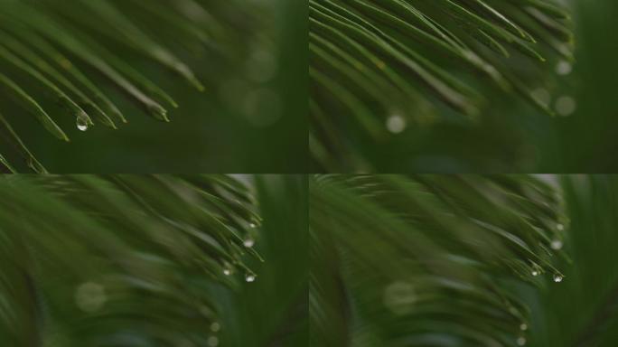 6K雨中的铁树叶尖水滴(9)