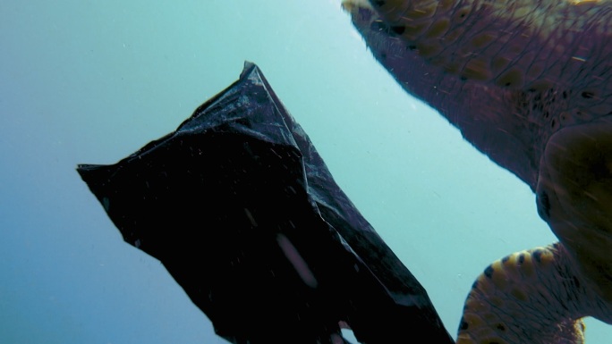 濒临绝种的玳瑁海龟在海洋中吃塑料垃圾获救
