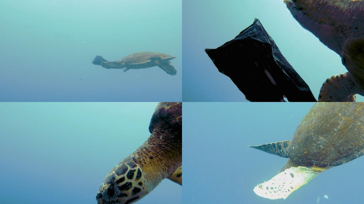 濒临绝种的玳瑁海龟在海洋中吃塑料垃圾获救
