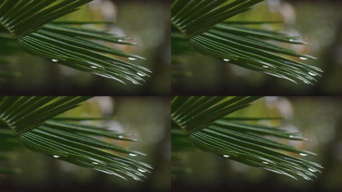 6K雨中的铁树叶尖水滴(14)