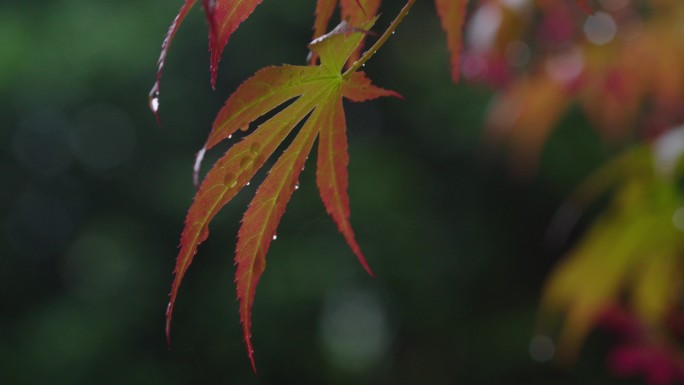 6K雨中的槭树红叶(4)