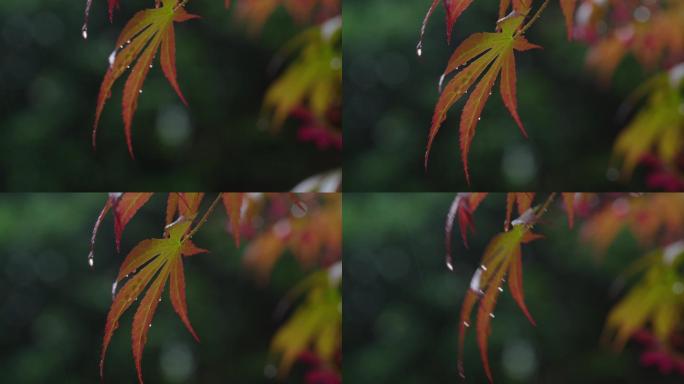 6K雨中的槭树红叶(4)