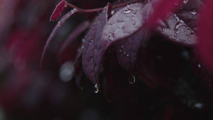 6K雨中红叶上的水珠19