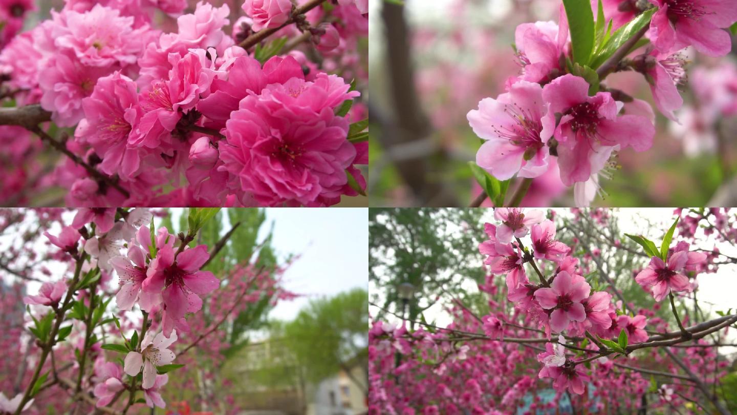 公园观赏桃花盛开