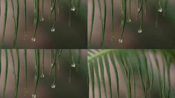 6K雨中的铁树叶尖水滴(4)