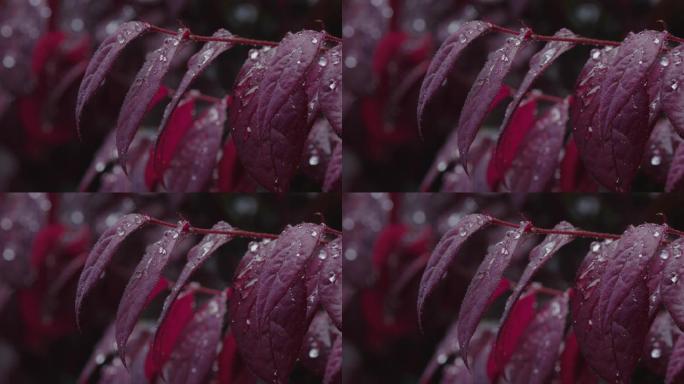 6K雨中红叶上的水珠01