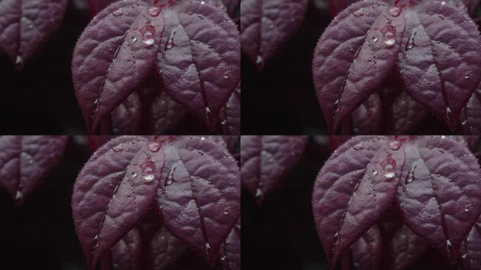 6K雨中红叶上的水珠08