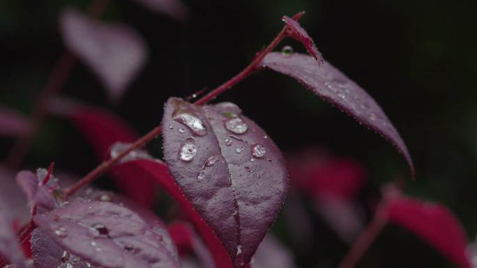 6K雨中红叶上的水珠09