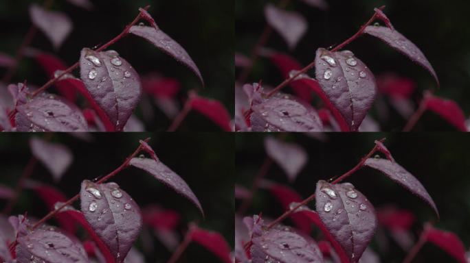 6K雨中红叶上的水珠09