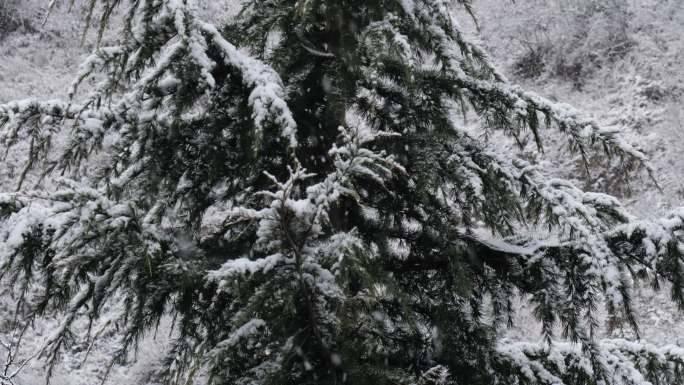 唯美下雪天松树