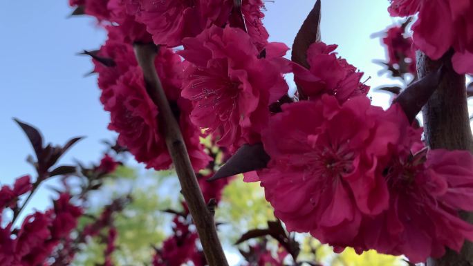 【4k实拍】粉色花朵公园内近景拍摄