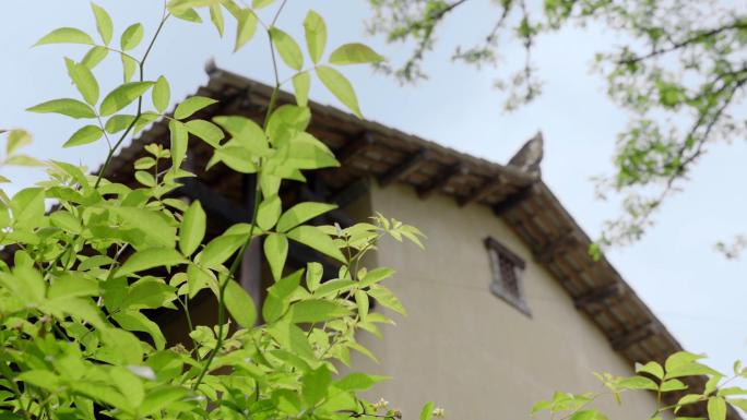 武汉江夏小朱湾/植物/花花草草/风景