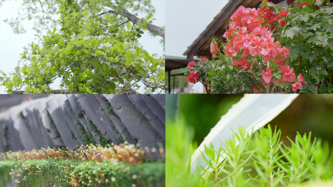 武汉江夏小朱湾/植物/花花草草/风景