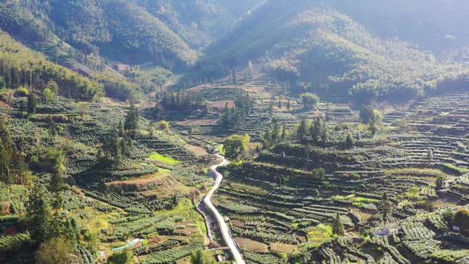 4K航拍黄山猴坑村茶园