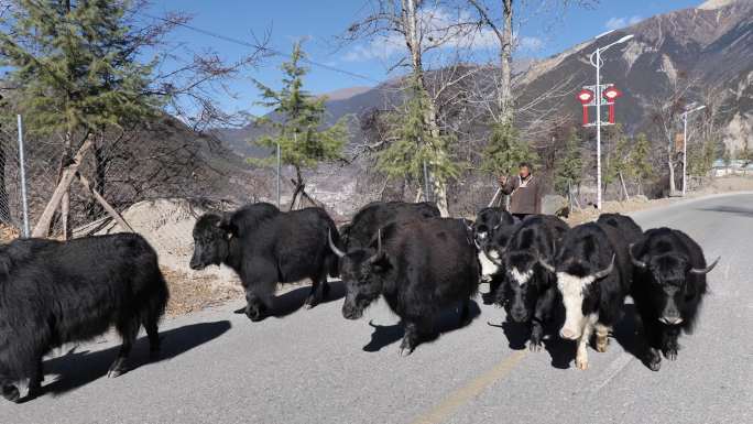 高原藏牦牛吃草