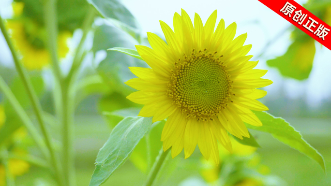 向日葵葵花【侵权必究】