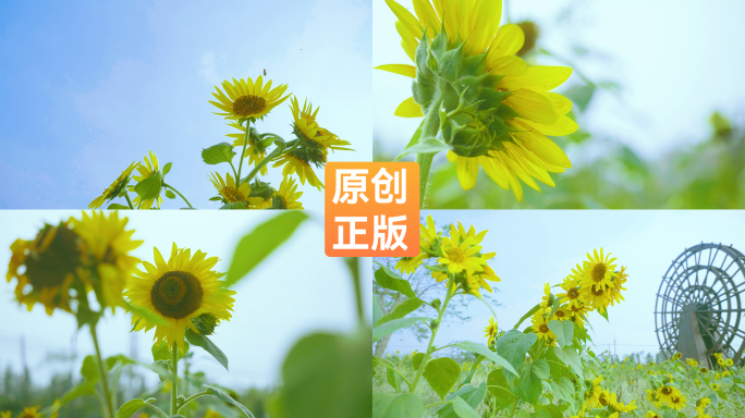 向日葵葵花【侵权必究】