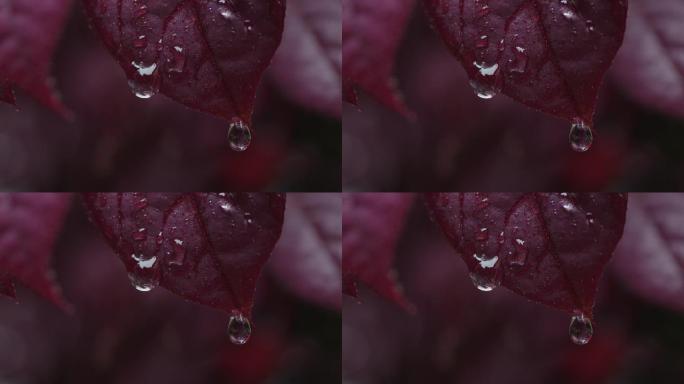 6K雨中红叶上的水珠03