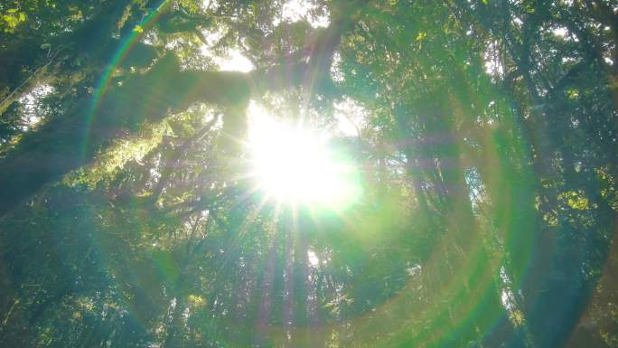 热带雨林树木郁郁葱葱的树叶活力太阳