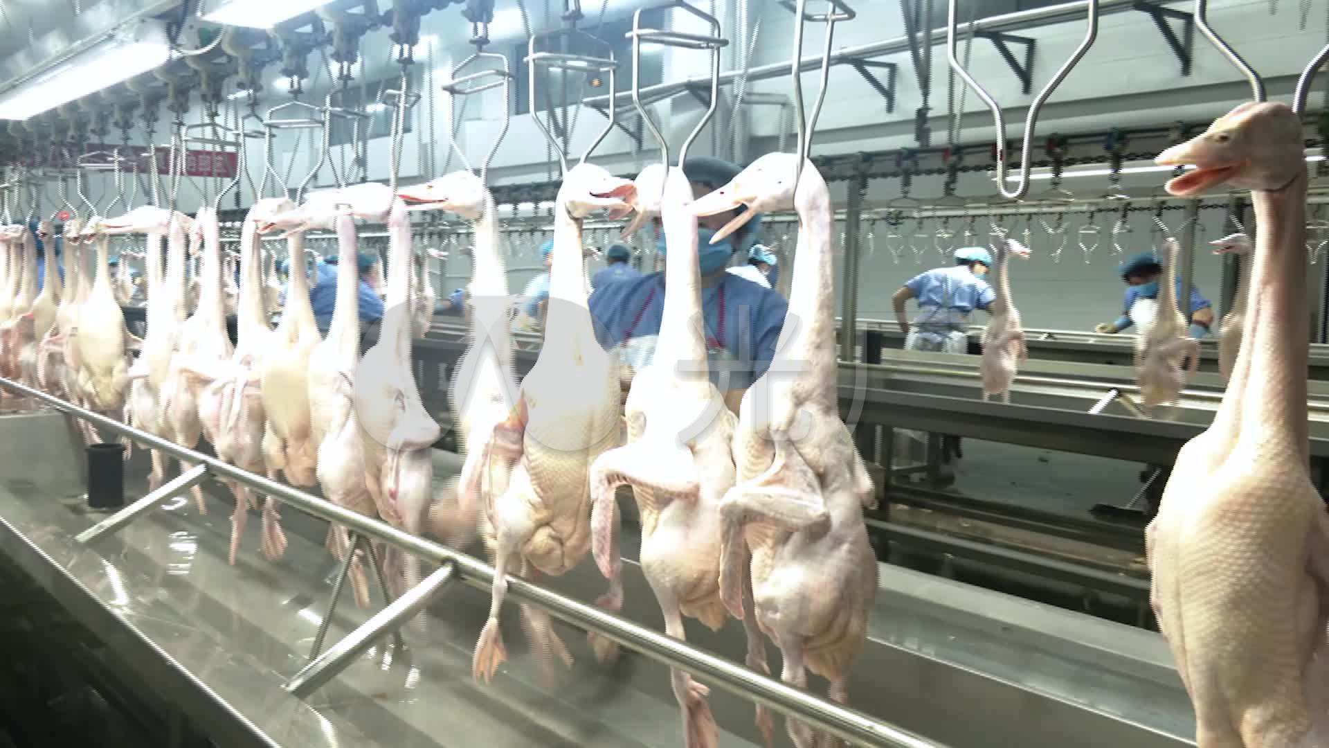 宰鸭流水线工厂