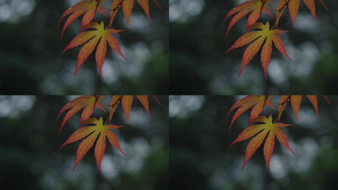 6K雨中的槭树红叶(1)
