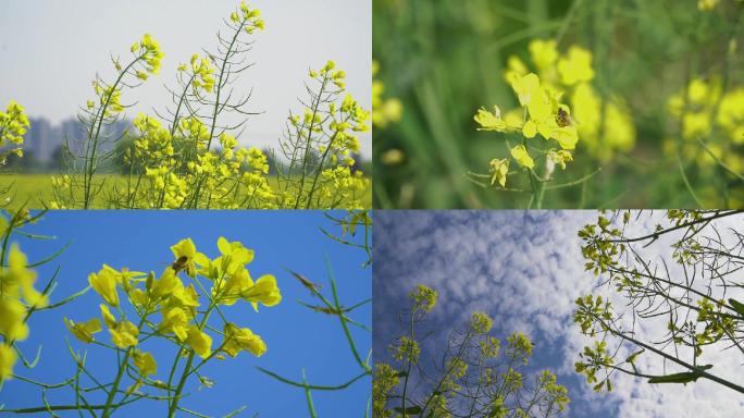 【高清】油菜花海