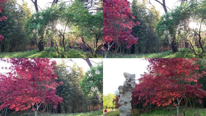 【4k实拍】公园内景色树林阳光枫叶