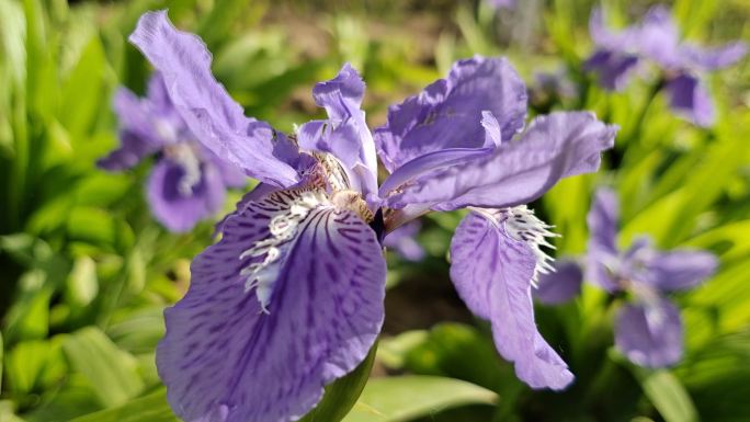 紫鸢花鸢尾花