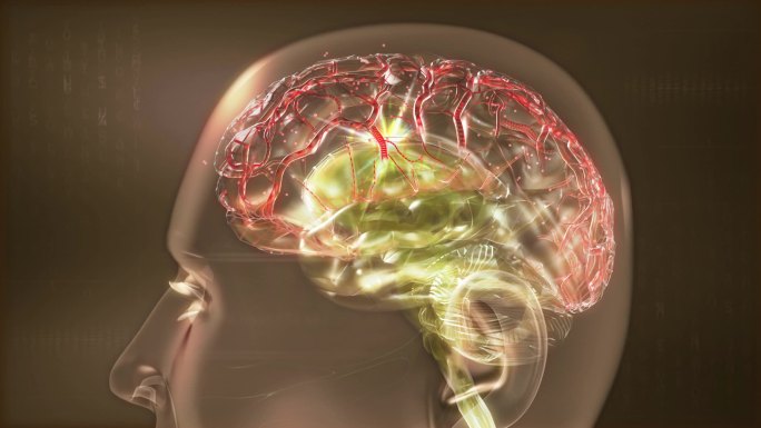 食物激素在穿透血脑屏障造成神经根部损伤