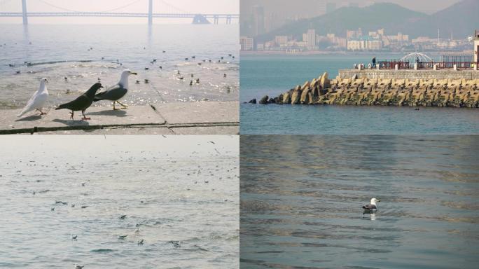 原创拍摄海滨城市海鸥海岸风光