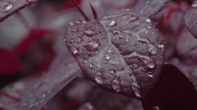 6K雨中红叶上的水珠04