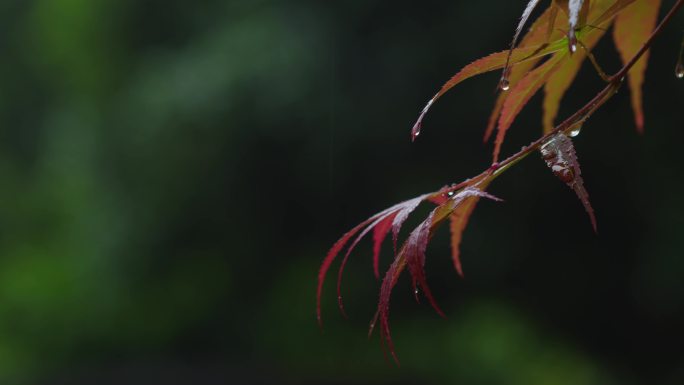 6K雨中的槭树红叶(14)